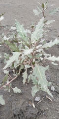 Oxybasis glauca