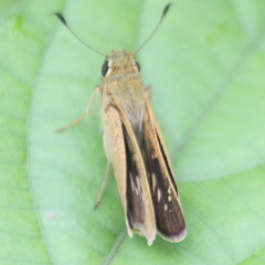 Pelopidas mathias mathias