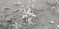 Oxybasis glauca