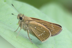 Pelopidas mathias mathias