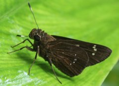 Pelopidas assamensis