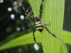 Argiope reinwardti