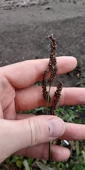 Echinochloa crus-galli