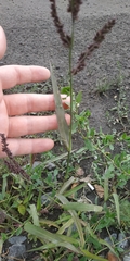 Echinochloa crus-galli