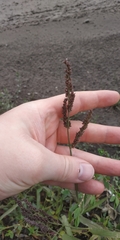 Echinochloa crus-galli