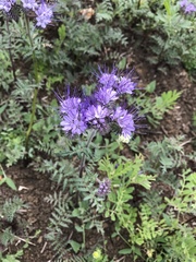 Phacelia tanacetifolia