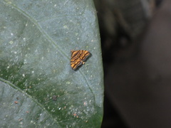 Choreutis amethystodes
