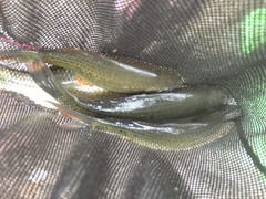 Osteochilus vittatus