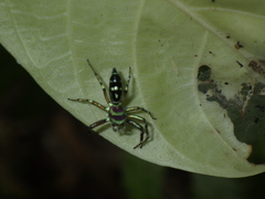 Cosmophasis valerieae