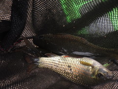 Osteochilus vittatus