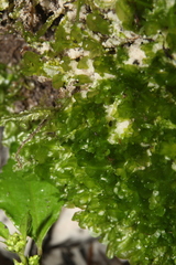 Symphyogyna podophylla