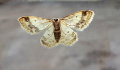 Idaea trigeminata