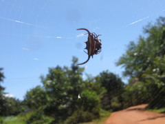 Gasteracantha falcicornis