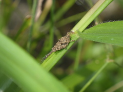 Ergatettix dorsifera