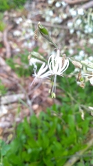 Silene nutans