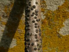 Diatrype disciformis