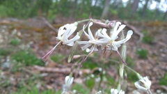Silene nutans
