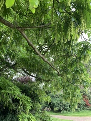 Pterocarya fraxinifolia