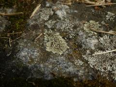 Protoparmeliopsis muralis