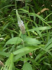 Pogostemon auricularius