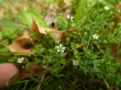 Arenaria serpyllifolia
