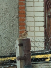 Passer montanus