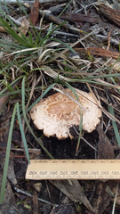 Amanita ochrophylla