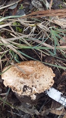 Amanita ochrophylla