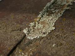 Protoparmeliopsis muralis