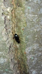 Nebriinae
