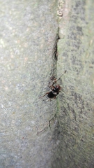 Nebriinae