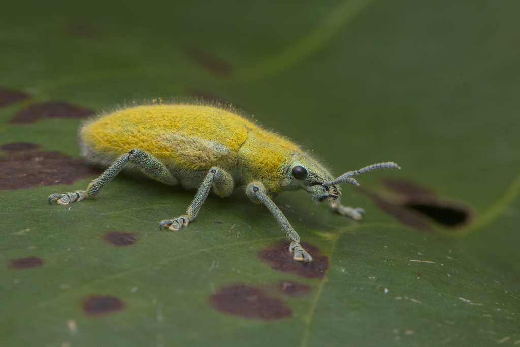 Gold-dust Weevil