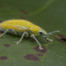 Gold Dust Weevil - Photo (c) budak, some rights reserved (CC BY-NC), uploaded by budak