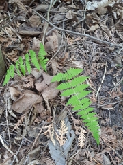 Cystopteris bulbifera
