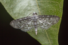 Thyrididae