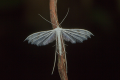 Pterophorus lacteipennis
