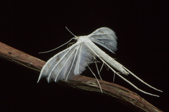 Pterophorus lacteipennis