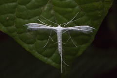 Pterophorus lacteipennis