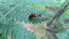 Pseudocistela ceramboides