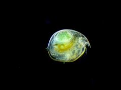 Chydorus sphaericus