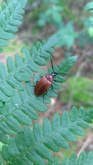Pseudocistela ceramboides