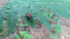 Pseudocistela ceramboides