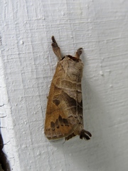 Clostera anastomosis