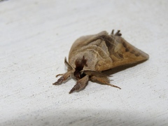 Clostera anastomosis