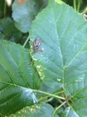 Sphedanolestes cingulatus
