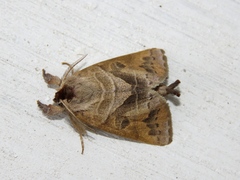 Clostera anastomosis