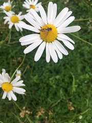 Episyrphus balteatus