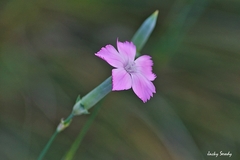Dianthus caryophyllus