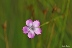 Dianthus caryophyllus