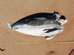 Delphininae